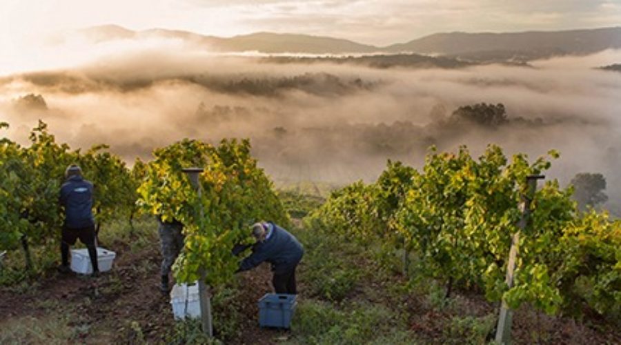 IT’S LIKE NOTHING ELSE: Spain’s unique, increasingly popular Albariño